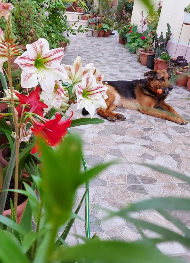 Vila Kodra 地拉那 外观 照片